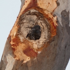 Callocephalon fimbriatum at Deakin, ACT - 15 Jan 2020