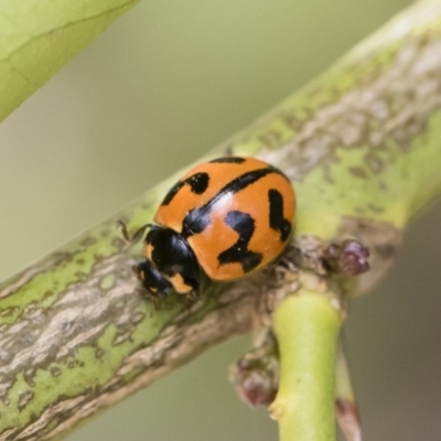 Coccinella transversalis (Transverse Ladybird) at Illilanga & Baroona - 14 Dec 2019 by Illilanga