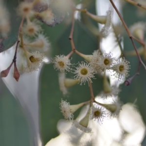 Eucalyptus polyanthemos subsp. polyanthemos at Wamboin, NSW - 23 Nov 2019 10:00 PM