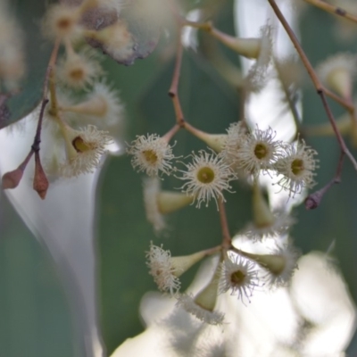 Eucalyptus polyanthemos subsp. polyanthemos (Red Box) at Wamboin, NSW - 23 Nov 2019 by natureguy