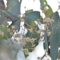 Eucalyptus polyanthemos subsp. polyanthemos at Wamboin, NSW - 23 Nov 2019