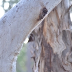 Eucalyptus polyanthemos subsp. polyanthemos at Wamboin, NSW - 23 Nov 2019