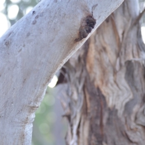 Eucalyptus polyanthemos subsp. polyanthemos at Wamboin, NSW - 23 Nov 2019