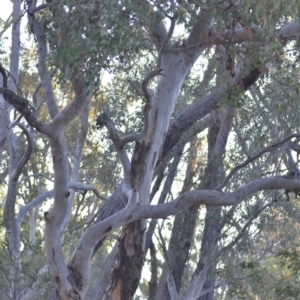 Eucalyptus polyanthemos subsp. polyanthemos at Wamboin, NSW - 23 Nov 2019 10:00 PM