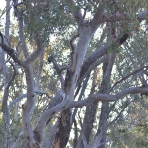 Eucalyptus polyanthemos subsp. polyanthemos at Wamboin, NSW - 23 Nov 2019