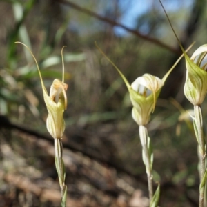 Diplodium ampliatum at Hackett, ACT - 30 Mar 2014