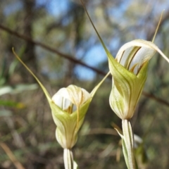 Diplodium ampliatum at Hackett, ACT - 30 Mar 2014