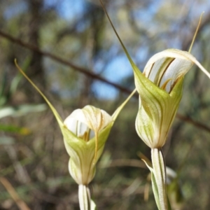 Diplodium ampliatum at Hackett, ACT - 30 Mar 2014