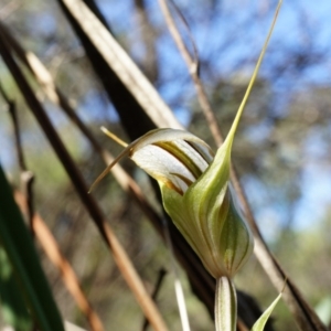 Diplodium ampliatum at Hackett, ACT - 30 Mar 2014