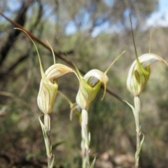 Diplodium ampliatum at Hackett, ACT - 30 Mar 2014