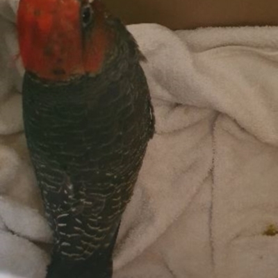 Callocephalon fimbriatum (Gang-gang Cockatoo) at Hughes Grassy Woodland - 10 Jan 2020 by TomT