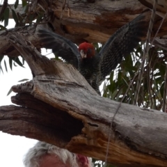 Callocephalon fimbriatum at Hughes, ACT - suppressed