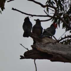 Callocephalon fimbriatum at Hughes, ACT - suppressed