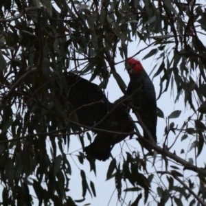 Callocephalon fimbriatum at Hughes, ACT - suppressed