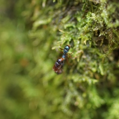 Formicidae (family) (Unidentified ant) at Berry, NSW - 17 Nov 2017 by gerringongTB