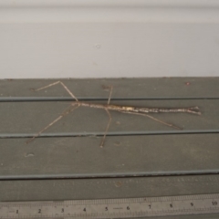 PHASMATODEA (Unidentified Stick Insect) at Shoalhaven Heads, NSW - 23 Sep 2017 by gerringongTB