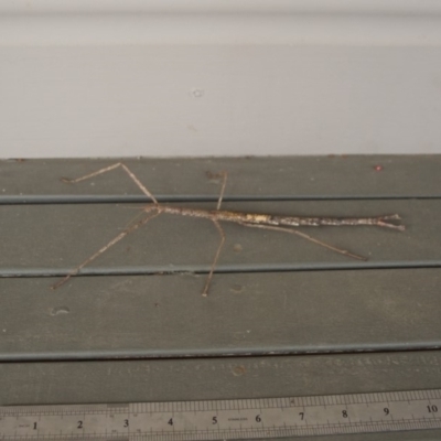 Phasmatodea (order) (Unidentified stick insect) at Shoalhaven Heads Bushcare - 23 Sep 2017 by gerringongTB