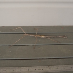 PHASMATODEA (Unidentified Stick Insect) at Shoalhaven Heads Bushcare - 23 Sep 2017 by gerringongTB