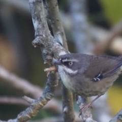 Sericornis frontalis (White-browed Scrubwren) at Berry, NSW - 14 Jul 2017 by gerringongTB