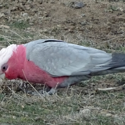 Eolophus roseicapilla (Galah) at Bruce, ACT - 23 Jul 2018 by JanetRussell