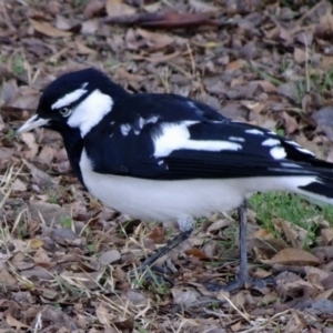 Grallina cyanoleuca at Bruce, ACT - 21 Jul 2018 12:04 PM