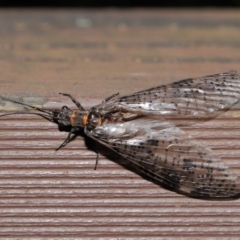 Archichauliodes (Riekochauliodes) guttiferus (Dobsonfly or Fishfly) at Acton, ACT - 14 Jan 2020 by TimL
