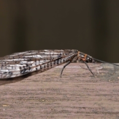 Archichauliodes (Riekochauliodes) guttiferus at Acton, ACT - 14 Jan 2020