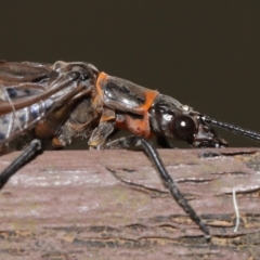 Archichauliodes (Riekochauliodes) guttiferus at Acton, ACT - 14 Jan 2020