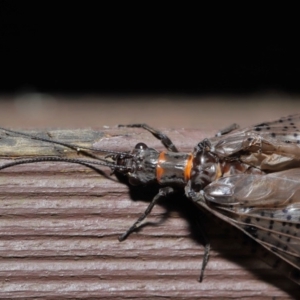 Archichauliodes (Riekochauliodes) guttiferus at Acton, ACT - 14 Jan 2020