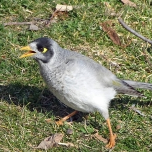 Manorina melanocephala at Bruce, ACT - 20 Aug 2018 02:00 PM