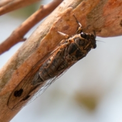 Galanga labeculata (Double-spotted cicada) at Chapman, ACT - 13 Jan 2020 by SWishart