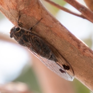 Galanga labeculata at Chapman, ACT - 13 Jan 2020