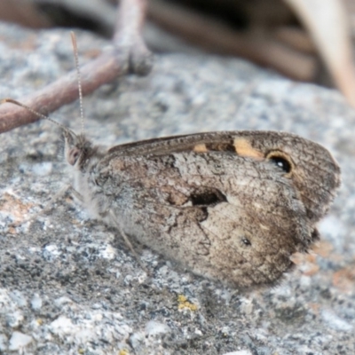 Geitoneura klugii (Marbled Xenica) at Chapman, ACT - 13 Jan 2020 by SWishart