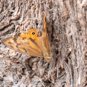 Heteronympha merope at Chapman, ACT - 13 Jan 2020 02:26 PM