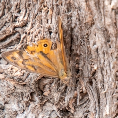 Heteronympha merope (Common Brown Butterfly) at Chapman, ACT - 13 Jan 2020 by SWishart