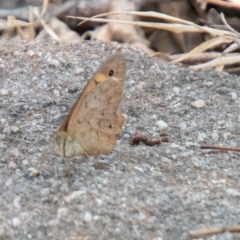 Heteronympha merope at Chapman, ACT - 13 Jan 2020