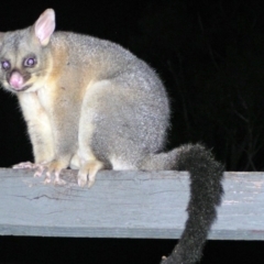 Trichosurus vulpecula (Common Brushtail Possum) at Aranda, ACT - 15 Dec 2003 by JanetRussell