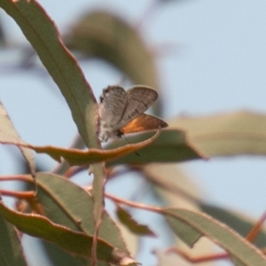 Acrodipsas aurata at Chapman, ACT - suppressed