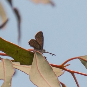 Acrodipsas aurata at Chapman, ACT - suppressed