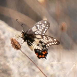 Papilio anactus at Chapman, ACT - 13 Jan 2020