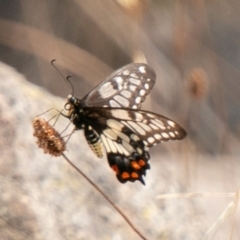 Papilio anactus (Dainty Swallowtail) at Cooleman Ridge - 13 Jan 2020 by SWishart