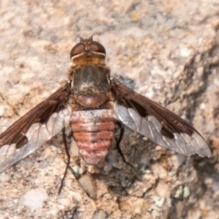 Balaana sp. (genus) (Bee Fly) at Cooleman Ridge - 13 Jan 2020 by SWishart