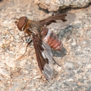 Balaana sp. (genus) at Chapman, ACT - 13 Jan 2020