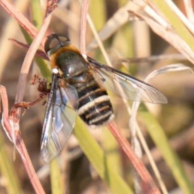 Villa sp. (genus) (Unidentified Villa bee fly) at Cooleman Ridge - 13 Jan 2020 by SWishart