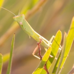 Orthodera ministralis (Green Mantid) at Stromlo, ACT - 13 Jan 2020 by SWishart