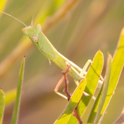 Orthodera ministralis (Green Mantid) at Cooleman Ridge - 13 Jan 2020 by SWishart