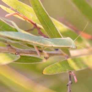 Orthodera ministralis at Stromlo, ACT - 13 Jan 2020