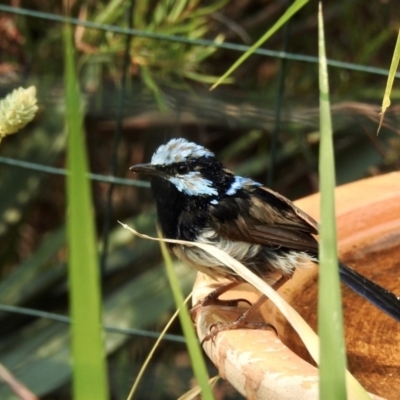 Malurus cyaneus (Superb Fairywren) at Burradoo - 15 Jan 2020 by GlossyGal