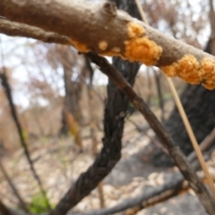 Pyronema sp. A (Golden Fire fungus) at Meroo National Park - 8 Jan 2020 by Marg