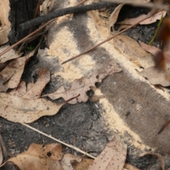 Pyronema sp. A at Bawley Point, NSW - 9 Jan 2020